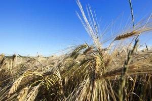 agricultural field with cereal photo