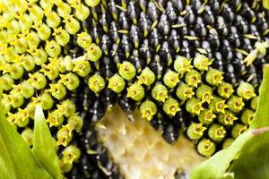 girasol de corola, primer plano foto