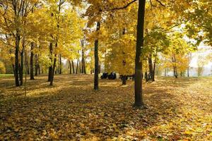 autumn forest, park photo