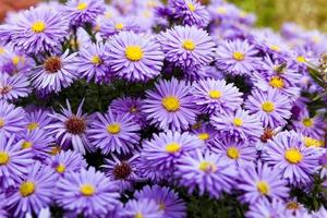 flores moradas, primer plano foto