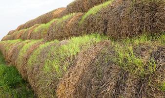 straw   of wheat photo