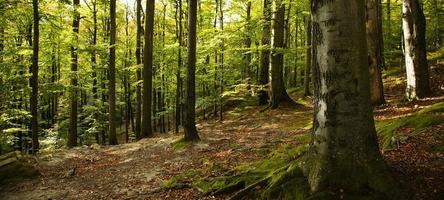 autumn beech forest photo