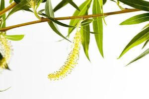 willow tree, close up photo