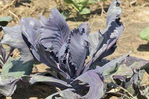 purple cabbage, close up photo