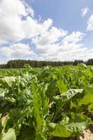 beet tops, close up photo