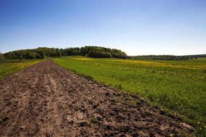 field with dandelions photo