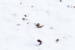 snow  , close up photo