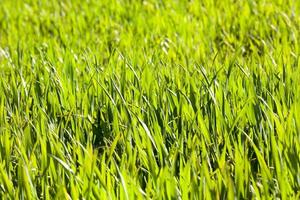 grass green, close up photo