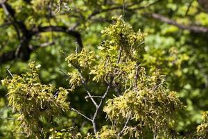 oak blossom, close up photo