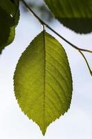 follaje verde, primer plano foto