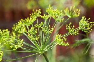 green umbrella dill photo