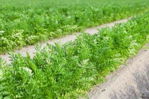 Field with carrot photo