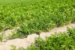 Field with carrot photo