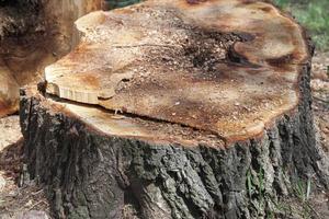 old tree trunk photo
