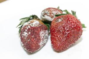 Strawberry with mold photo