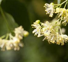 flowering linden trees photo