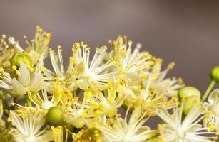 flowering linden trees photo