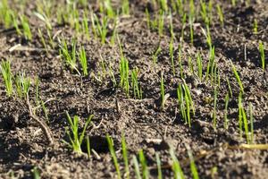 field with young wheat photo