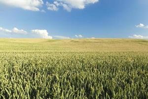 Field with cereal photo