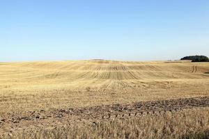 agricultural field, cereals photo