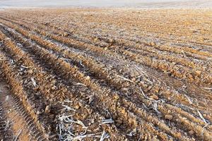 plowed land, frost photo