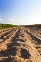 Rural road in the field photo