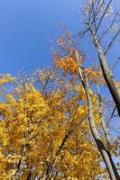 temporada de otoño, primer plano foto