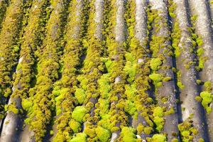 musgo verde, primer plano foto