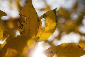 yellow foliage, close up photo