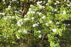 tree orchard, close up photo