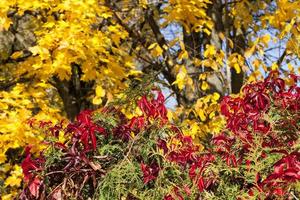 Colored tree, close up photo