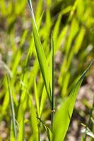 cereal spring, close up photo