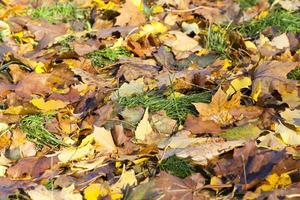 foliage autumn, close up photo