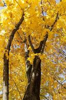 maple trunk, close up photo