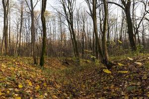 autumn forest, close up photo