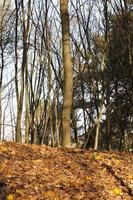 Autumn forest, close up photo