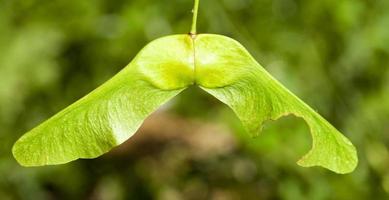 green maple seeds photo