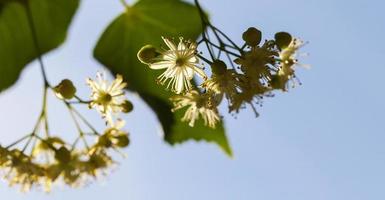 flowering linden trees photo