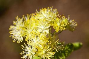 tilos en flor foto