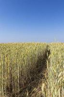 immature yellowing wheat photo