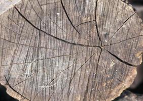 destroyed a tree, close-up photo