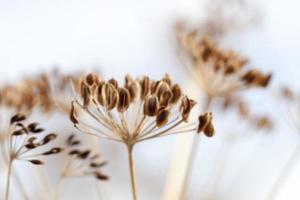 brown fennel stalk photo