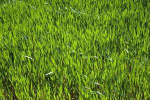 Agriculture. cereals. Spring photo