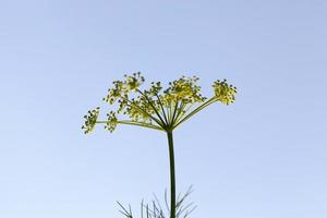 green umbrella dill photo