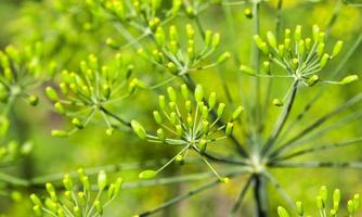 green umbrella dill photo