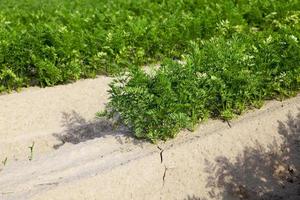 Field with carrot photo