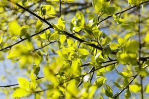 linden leaves, spring photo