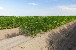 Field with carrot photo