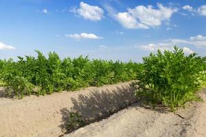 Field with carrot photo