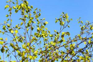 Young leaves of birch photo